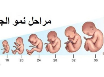 اكتشفي تطور شكل الجنين في الأسبوع السادس عشر بالسونار