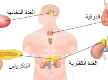 ما هي أنواع الغدد الصماء وكيفية الوقاية من الأمراض؟