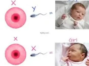 مين عملت تحديد نوع الجنين ونجحت