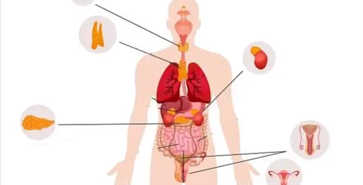 افضل دكتور لعلاج أعراض الغدد الصماء في المدينة المنورة